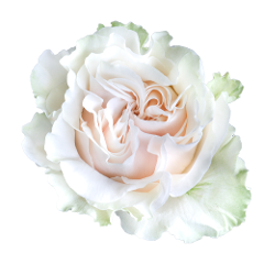 Rose White Cotton Expression 50cm | Wholesale Flowers