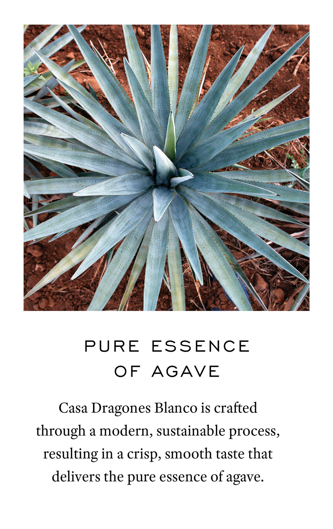 Dragones rocks - When served on the rocks, Casa Dragones Blanco Unique balance of semi-sweet notes open and expan, Delivering warm hints of pepper and cloves and a crisp light finish with hints of almonds and a bright aftertaste