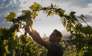 Wine Blogs & Articles By Kogod Wine Merchant